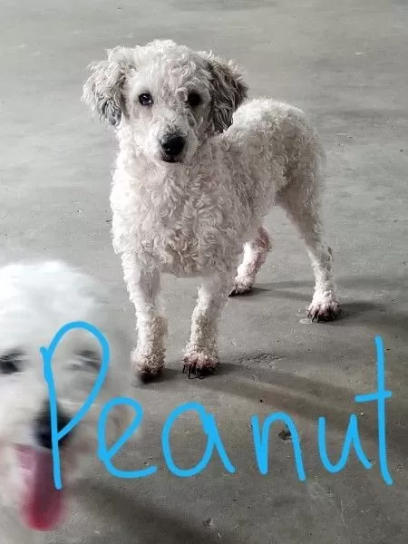 Puppy Name: Peanut