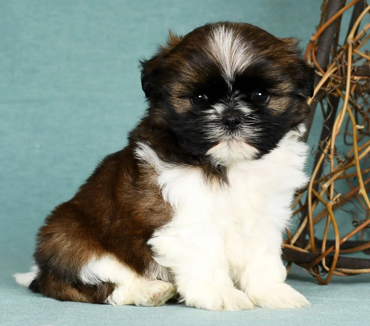 Shih Tzu