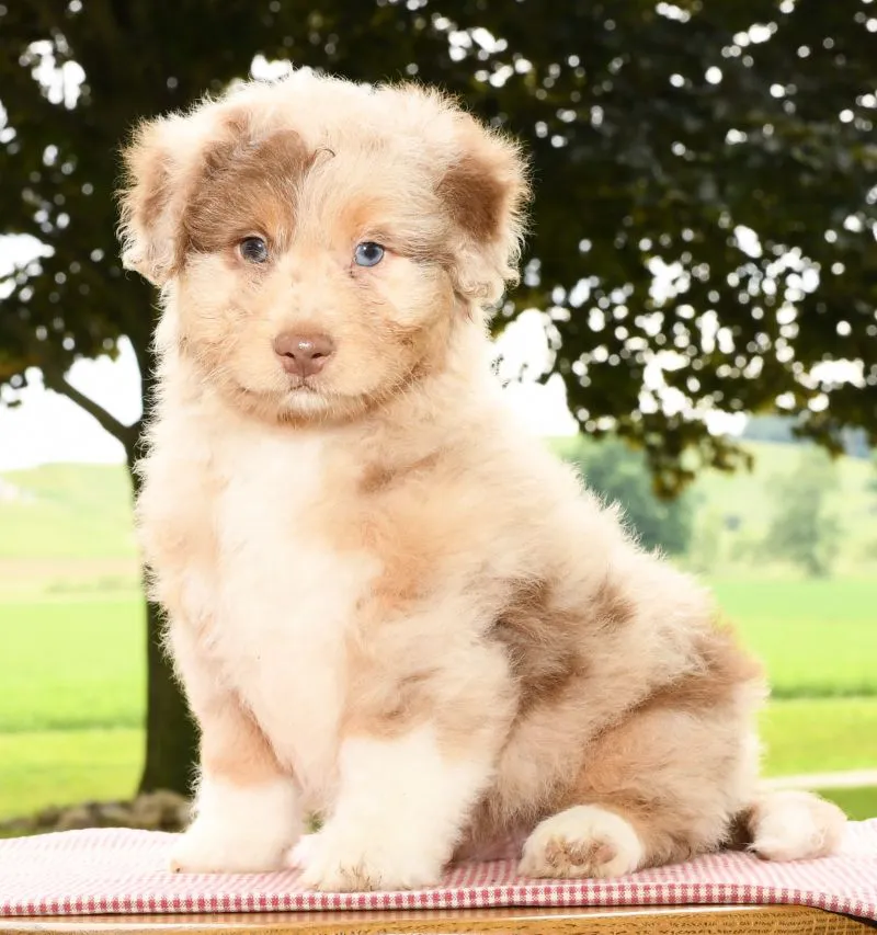 Mini AussieDoodle