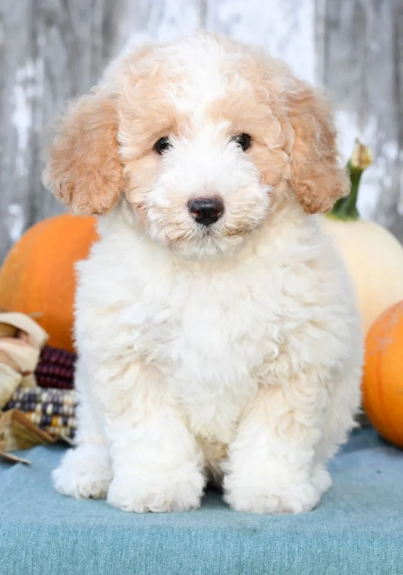 Miniature Poodle