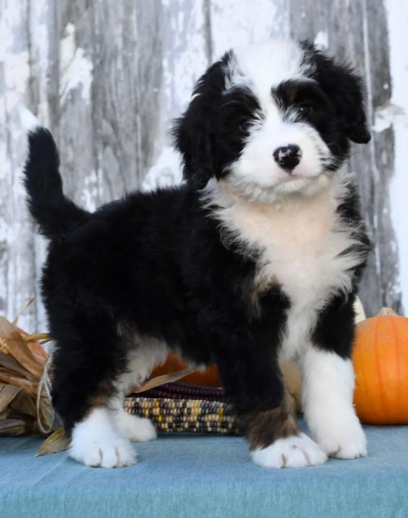 Mini BerneDoodle