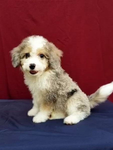 Toy Aussiedoodle