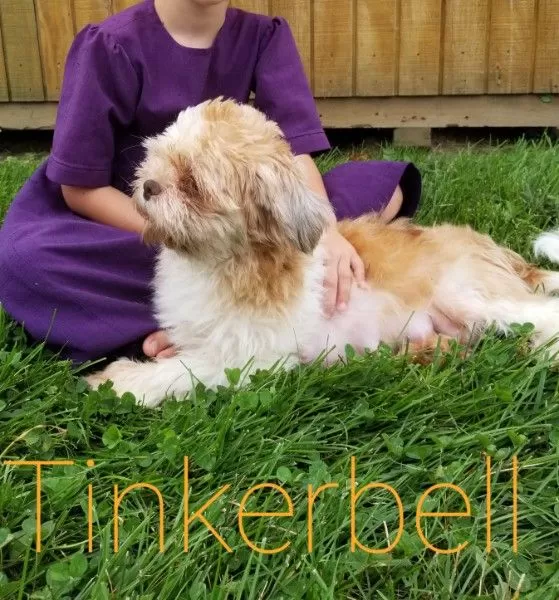 Puppy Name: Tinkerbell